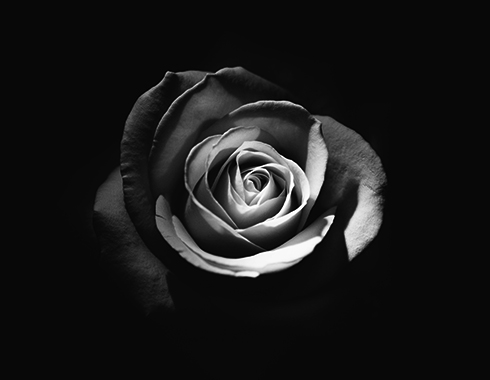 A black and white image of a rose